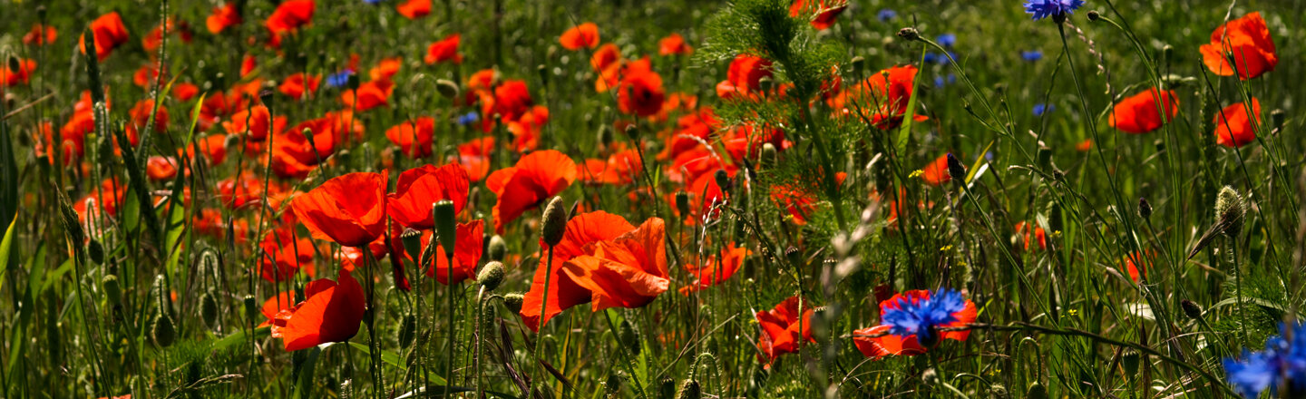 Prairie de coquelicots