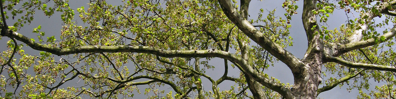 Vue dans le houppier d'un arbre