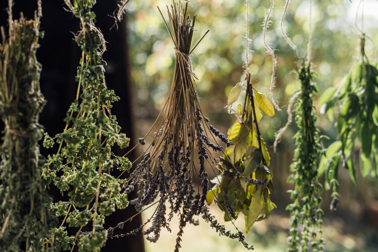Bouquets d'herbes aromatiques, dont de la lavande, suspendus tête en bas pour sécher