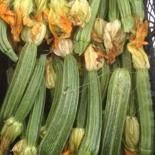 Courgettes striées vert clair fraîchement récoltées, avec leurs fleurs
