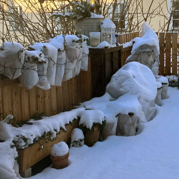 Plantes en bac et en jardinière emballées de voile près de la clôture d’un balcon enneigé