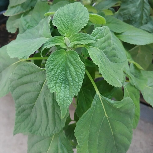 Jeune plant de chia (Salvia hispanica) aux feuilles dentées