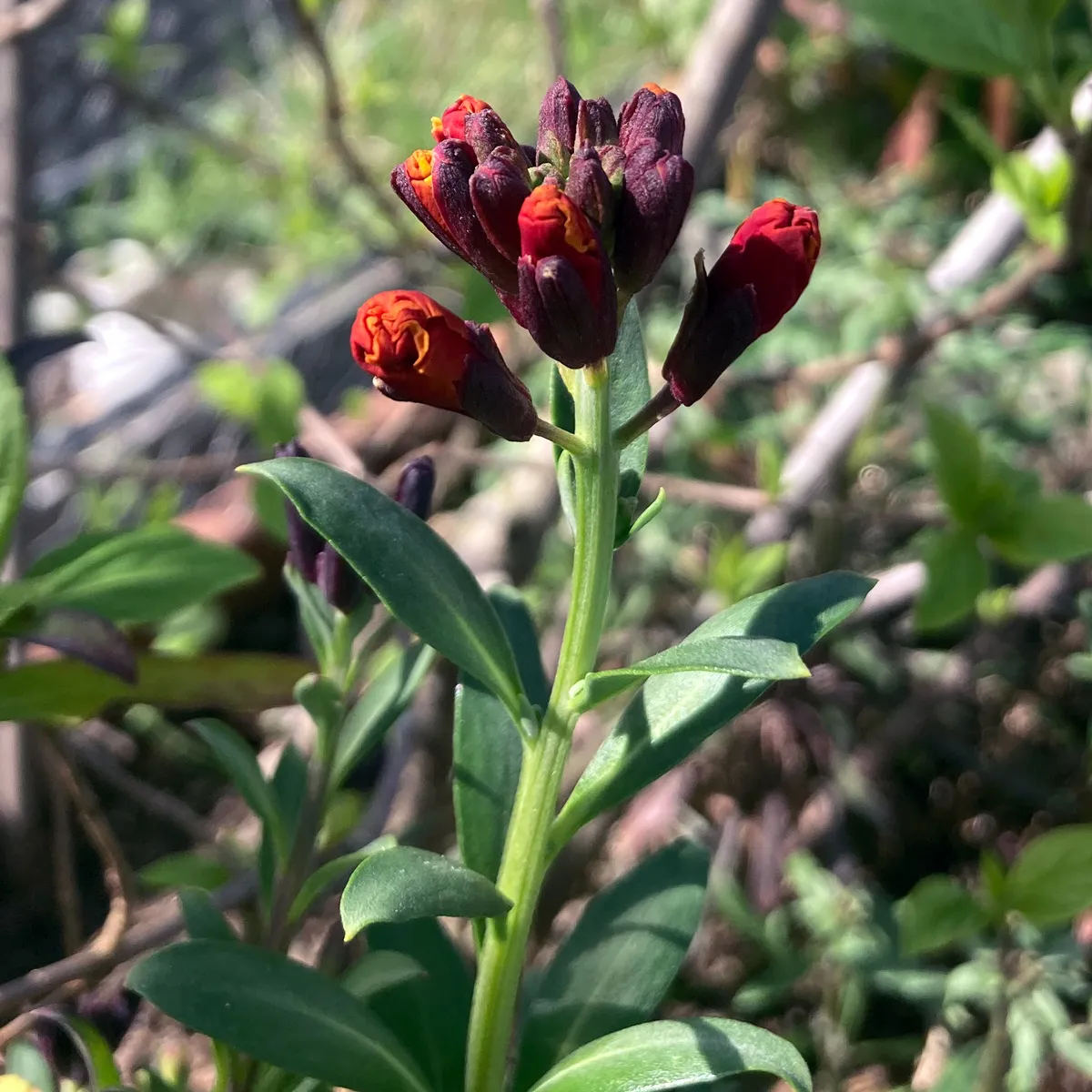 Goldlack 'Goliath Brown' (Erysimum cheiri) Samen