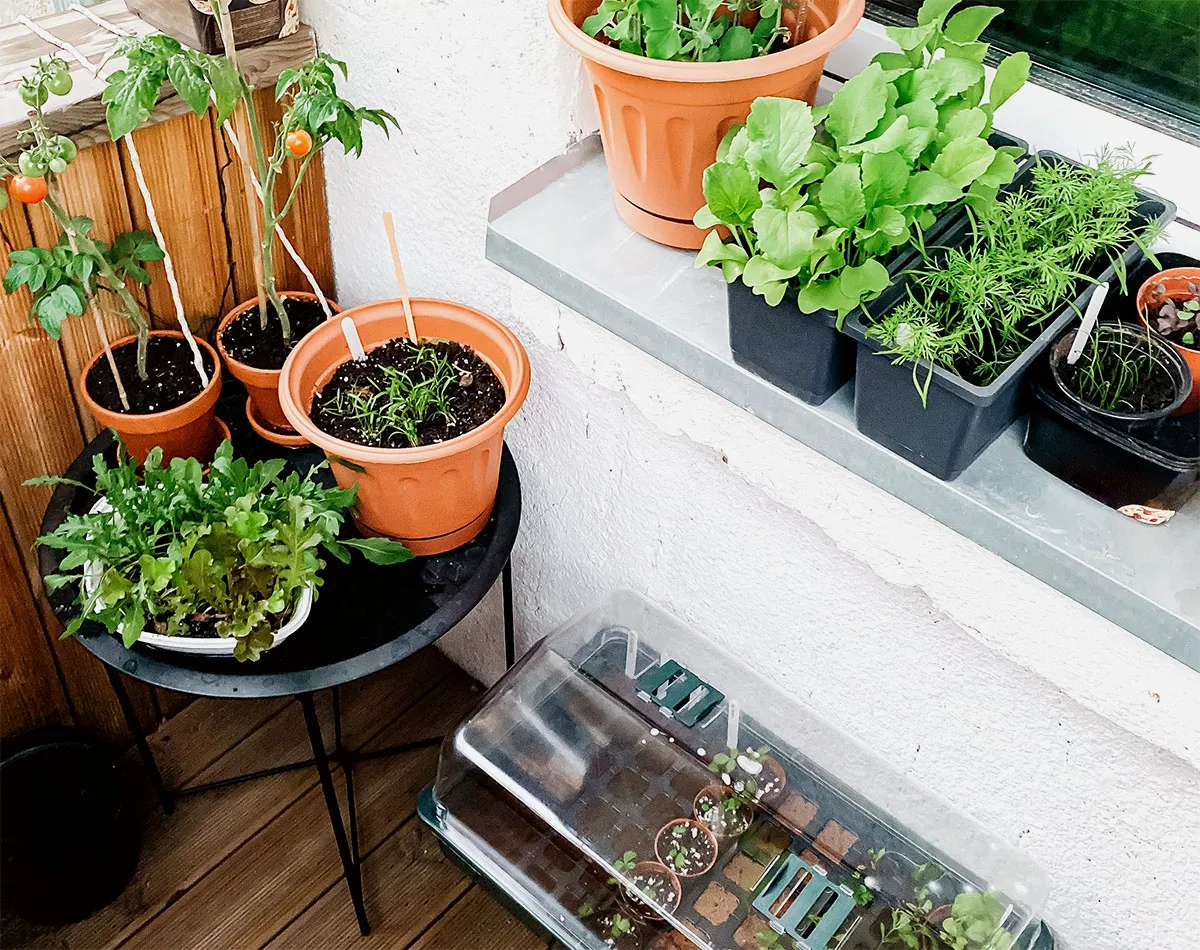 Graines de légumes pour balcon