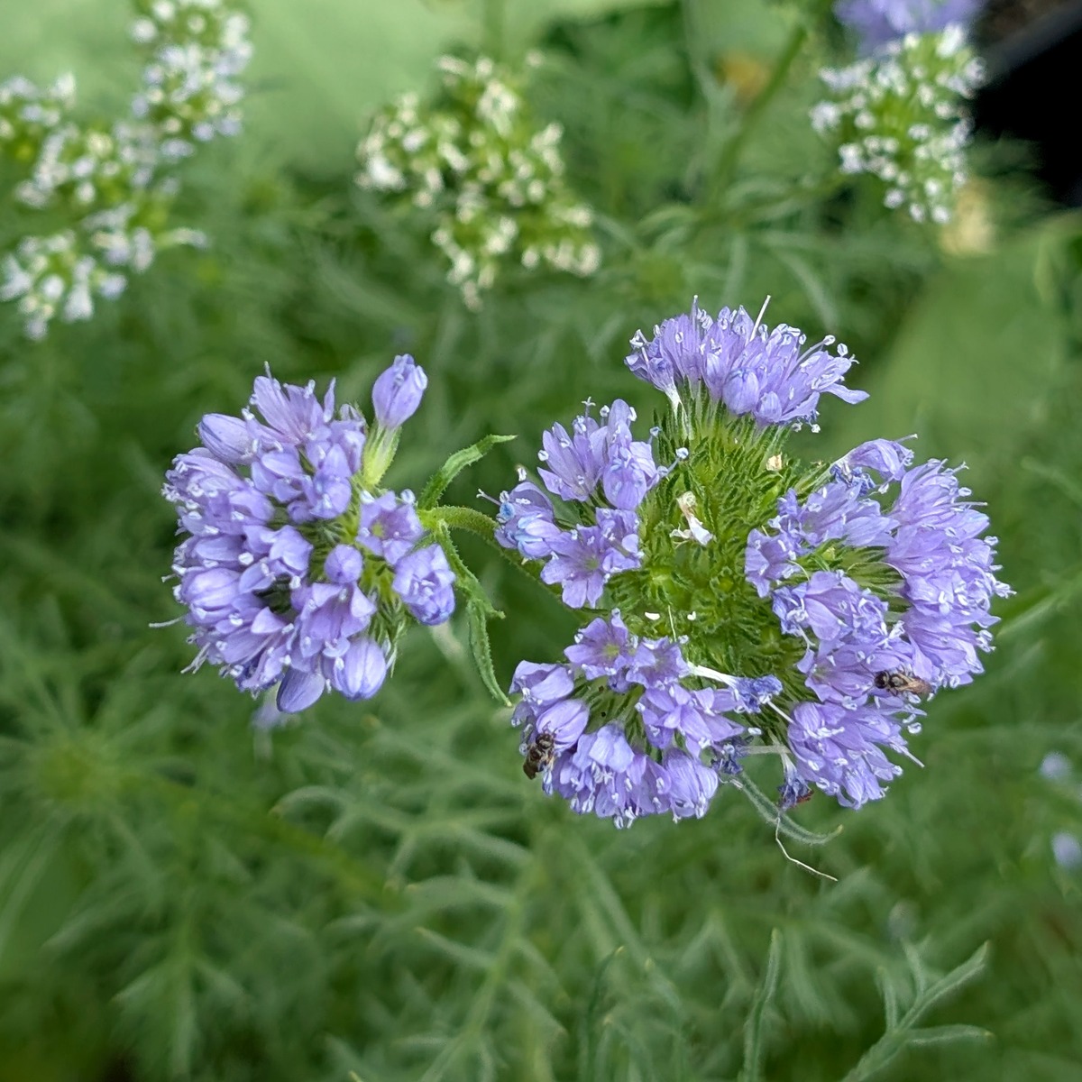 Kopfige Gilie / Blaues Sperrkraut (Gilia capitata) Samen