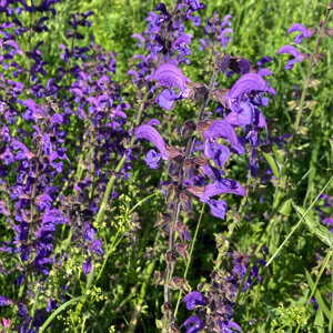 Sauge des prés (Salvia pratensis) graines