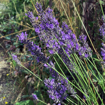 Lavande aux épis floraux violets sur de longues tiges