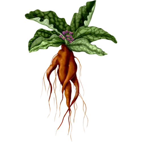 Mandragore