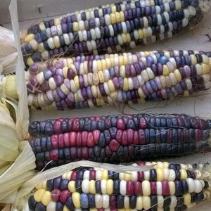 Maïs doux coloré 'Rainbow Inka' (Zea mays), épis aux grains multicolores