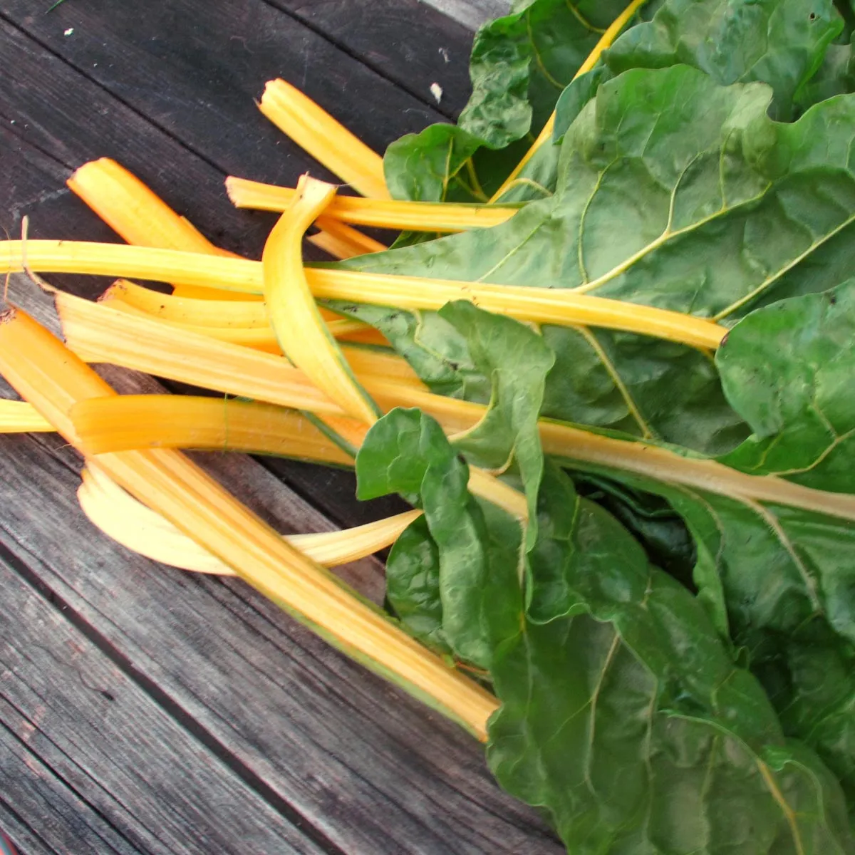 Gelber Mangold 'Selektion Sunset' (Beta vulgaris ssp.vulgaris) Bio Saatgut