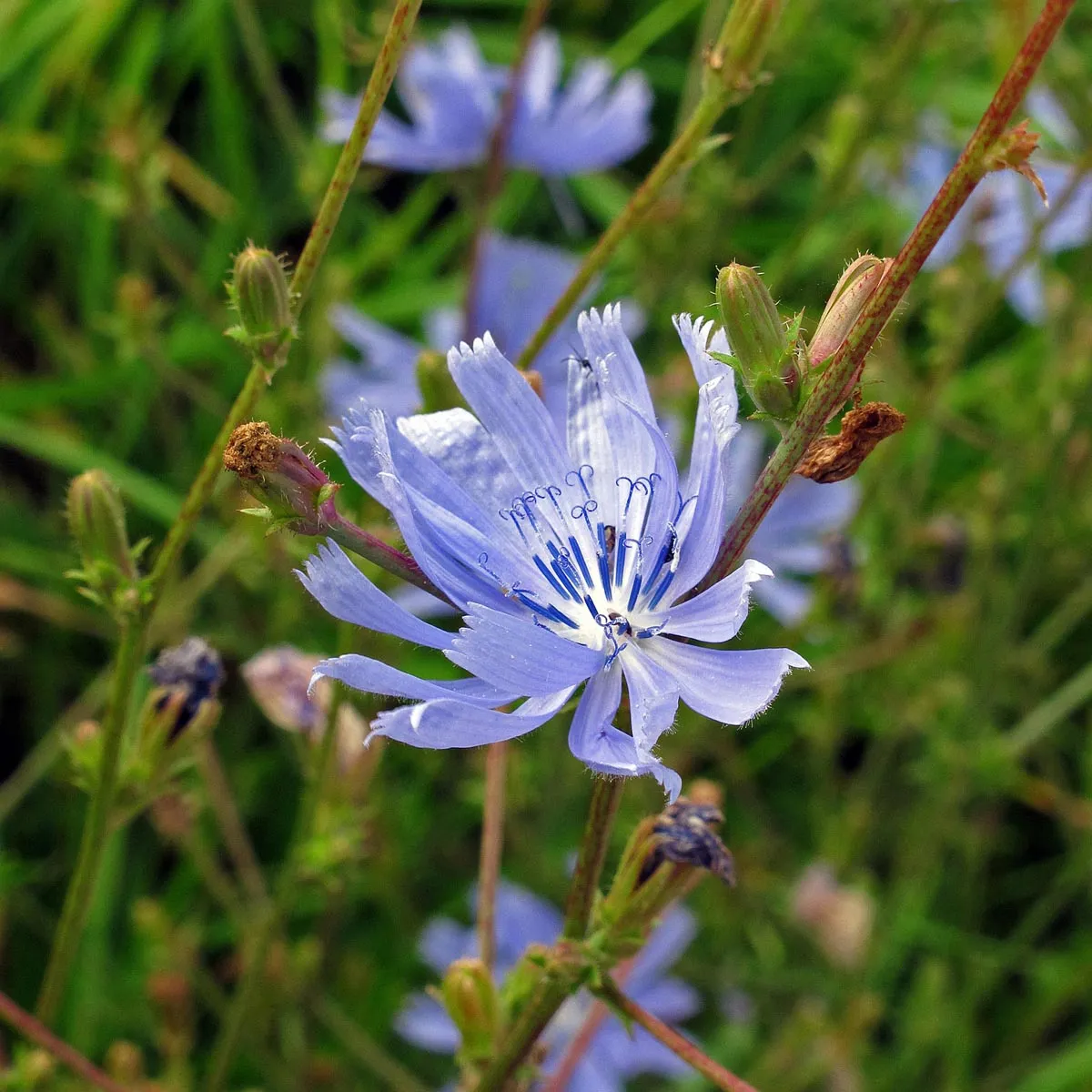 Chicoree 'Di Bruxelles' (Cichorium intybus) Samen