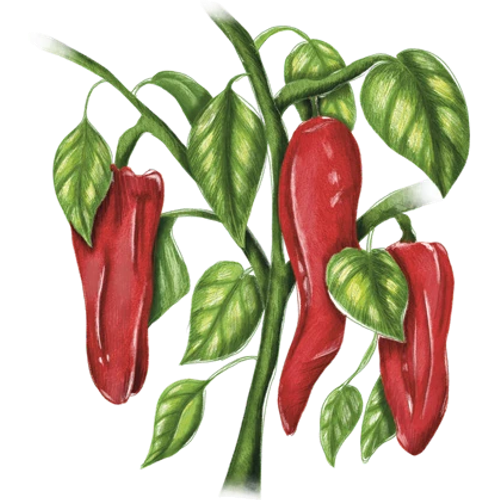 Paprika