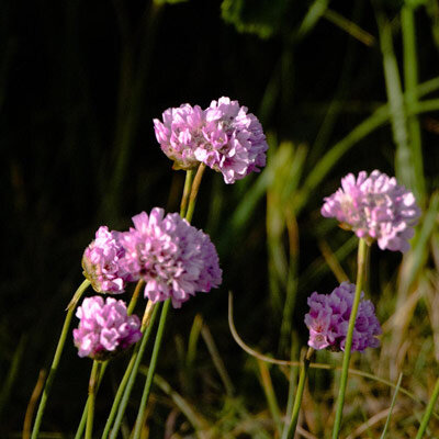 Coffret d’œillet marin (Armeria maritima) graines
