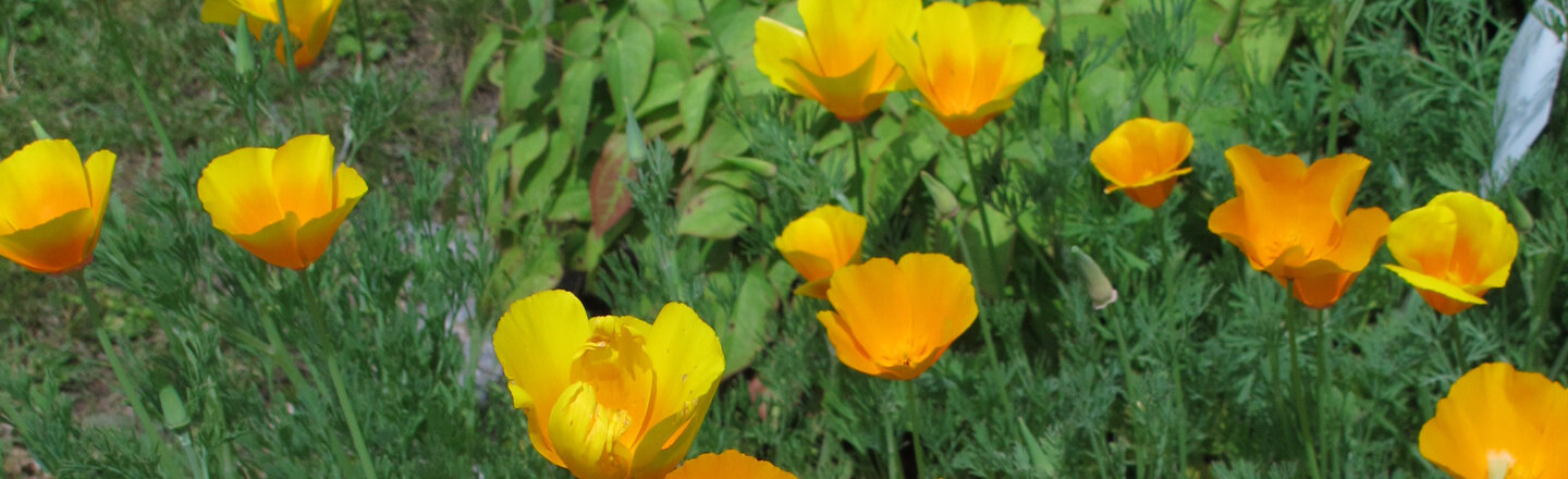 Pavot de Californie (Eschscholzia californica) en fleurs jaunes et orange