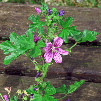 Mauve aux fleurs rose-violet veinées devant un banc en bois