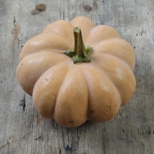 Courge musquée de Provence (Cucurbita moschata), fruit mûr