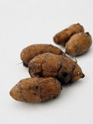 Tubercules du souchet comestible