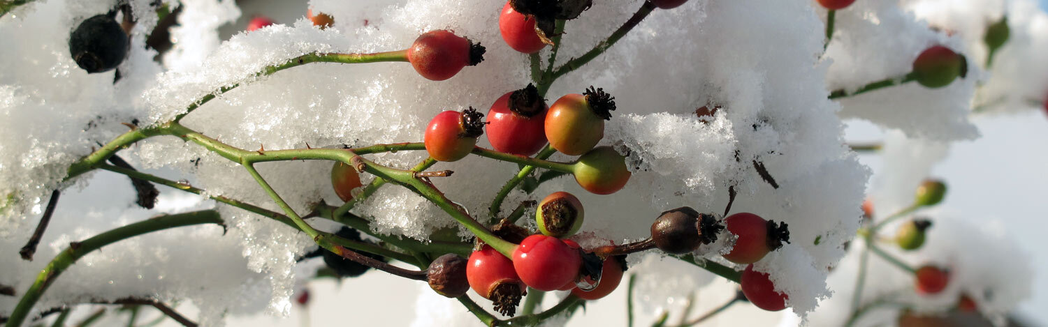 Cynorrhodons rouges sur des branches, recouverts de neige