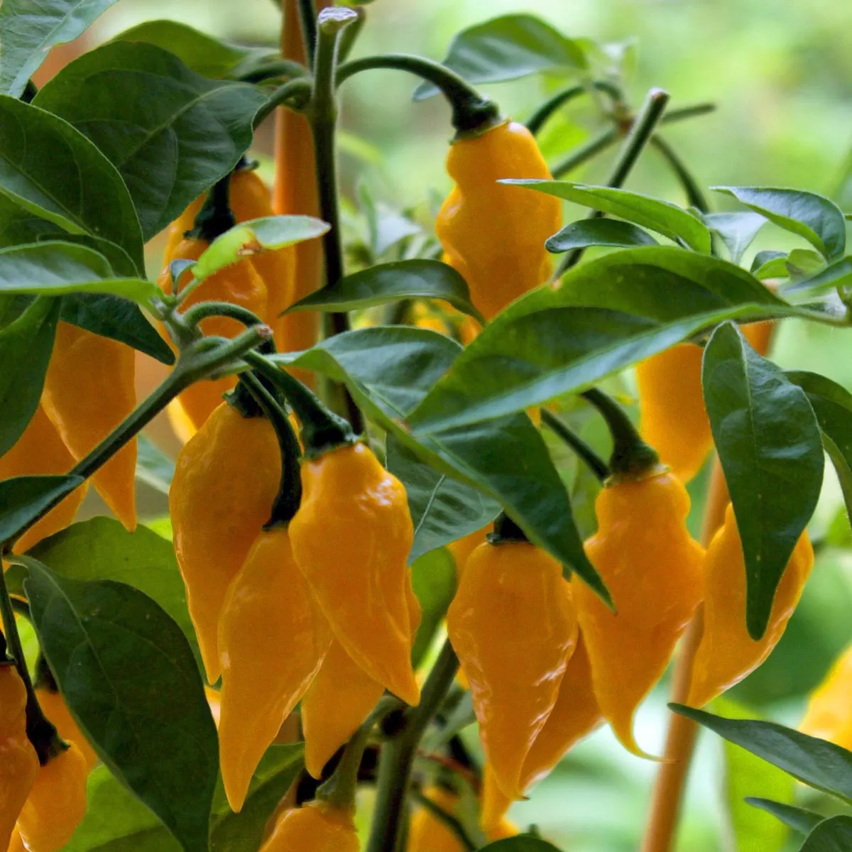 Afrikanischer Chili 'Fatalii' (Capsicum chinense) Samen