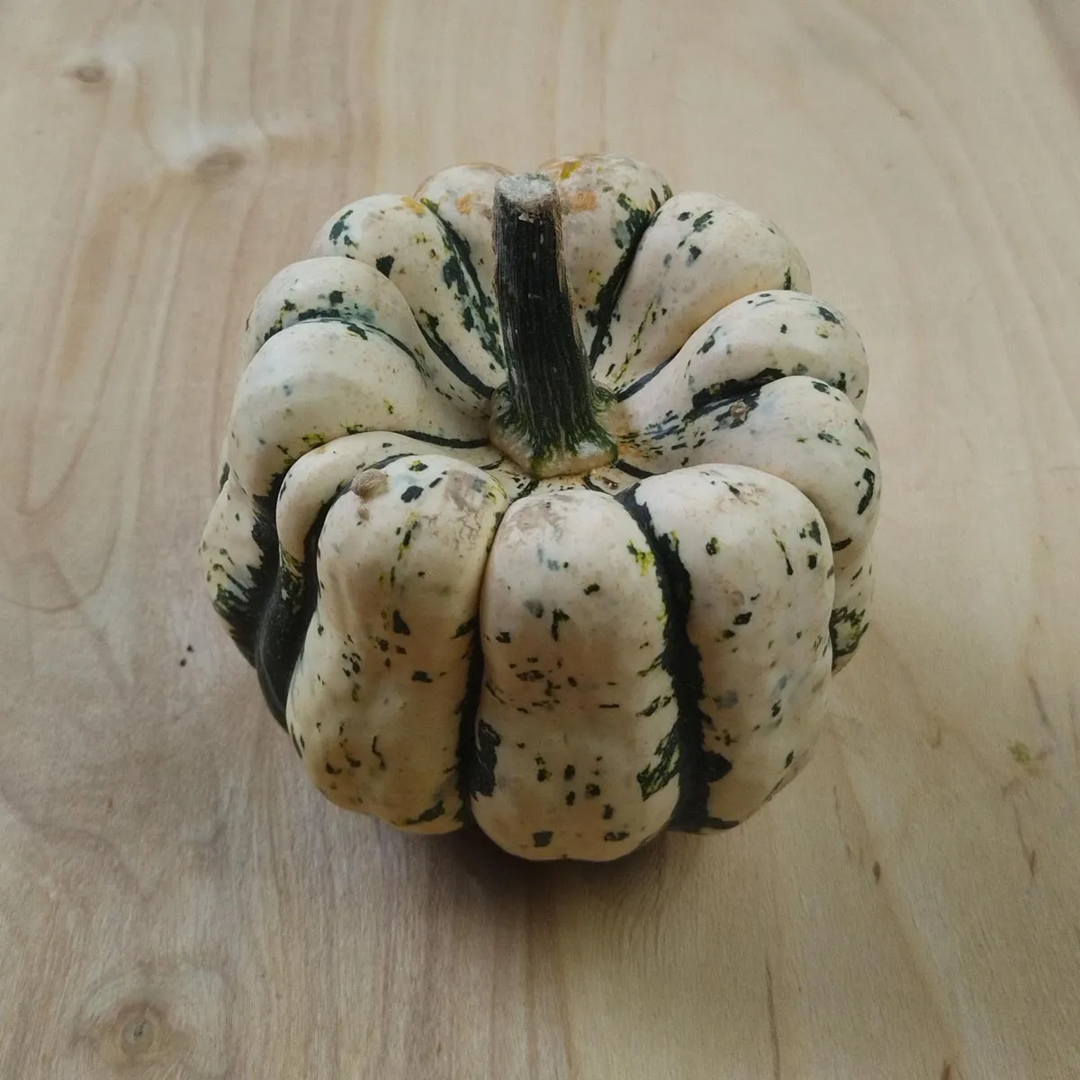 Kletterkürbis 'Sweet Dumpling' (Cucurbita pepo) Samen