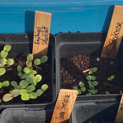 Plantules de graines à germination froide en pots avec étiquettes en bois, comme lunaire et rose trémière