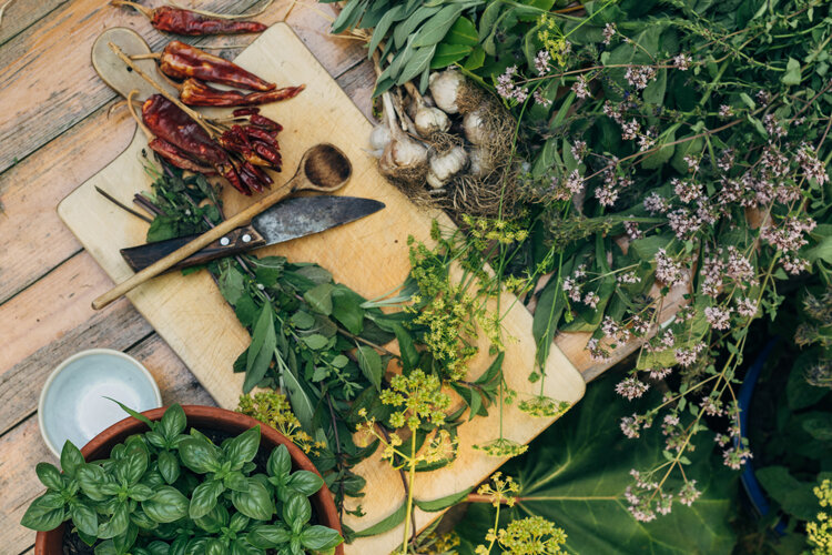 Herbes fraîches, ail et piments séchés sur une planche, à côté du basilic en pot