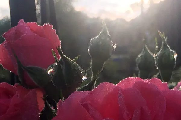 Roses à contre-jour