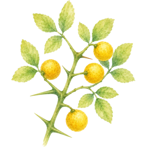 Plantes ligneuses exotiques