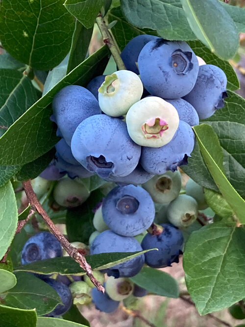 Myrtilles bleues mûres et baies claires encore vertes sur l'arbuste