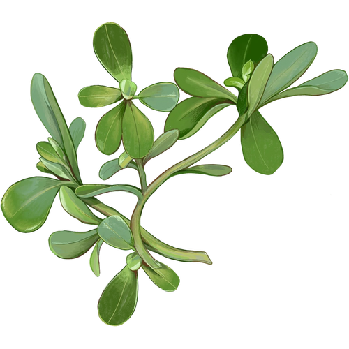 Variétés de pourpier