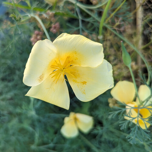 Pavot d'or de Californie 'Chrome Queen' (Eschscholzia californica) aux fleurs jaune pâle