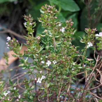 Thym en fleurs avec de petites fleurs blanches