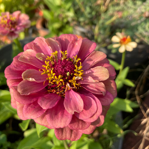 Zinnia rose (Zinnia elegans) en pleine floraison