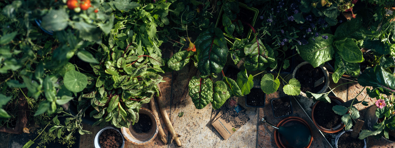 Nature sauvage urbaine sur le balcon : une jungle verte en pots