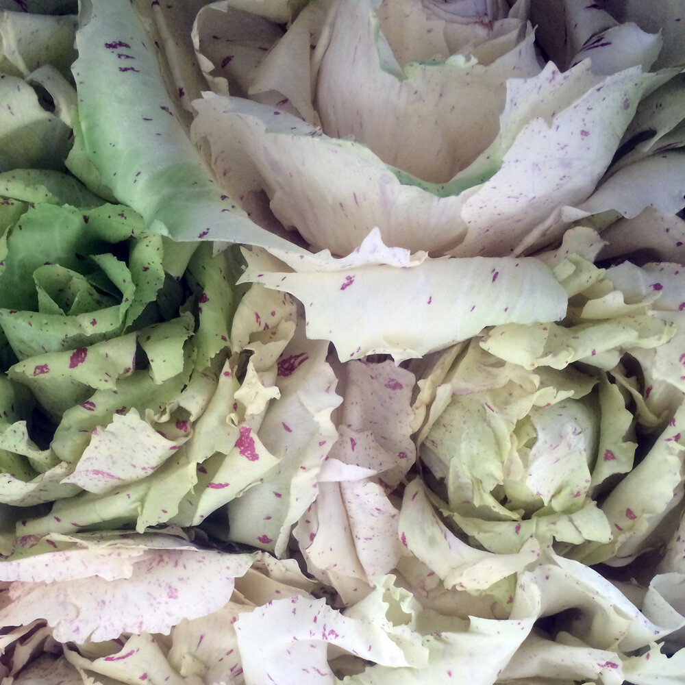 Radicchio 'Variegata di Castelfranco' aux feuilles vert pâle mouchetées de rouge