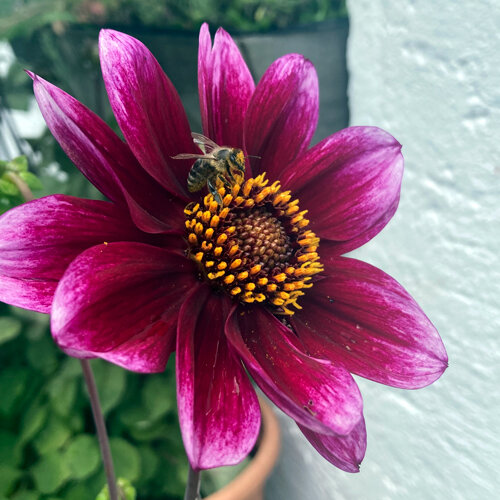 Dahlia à fleur rouge pourpre sur laquelle une abeille butine