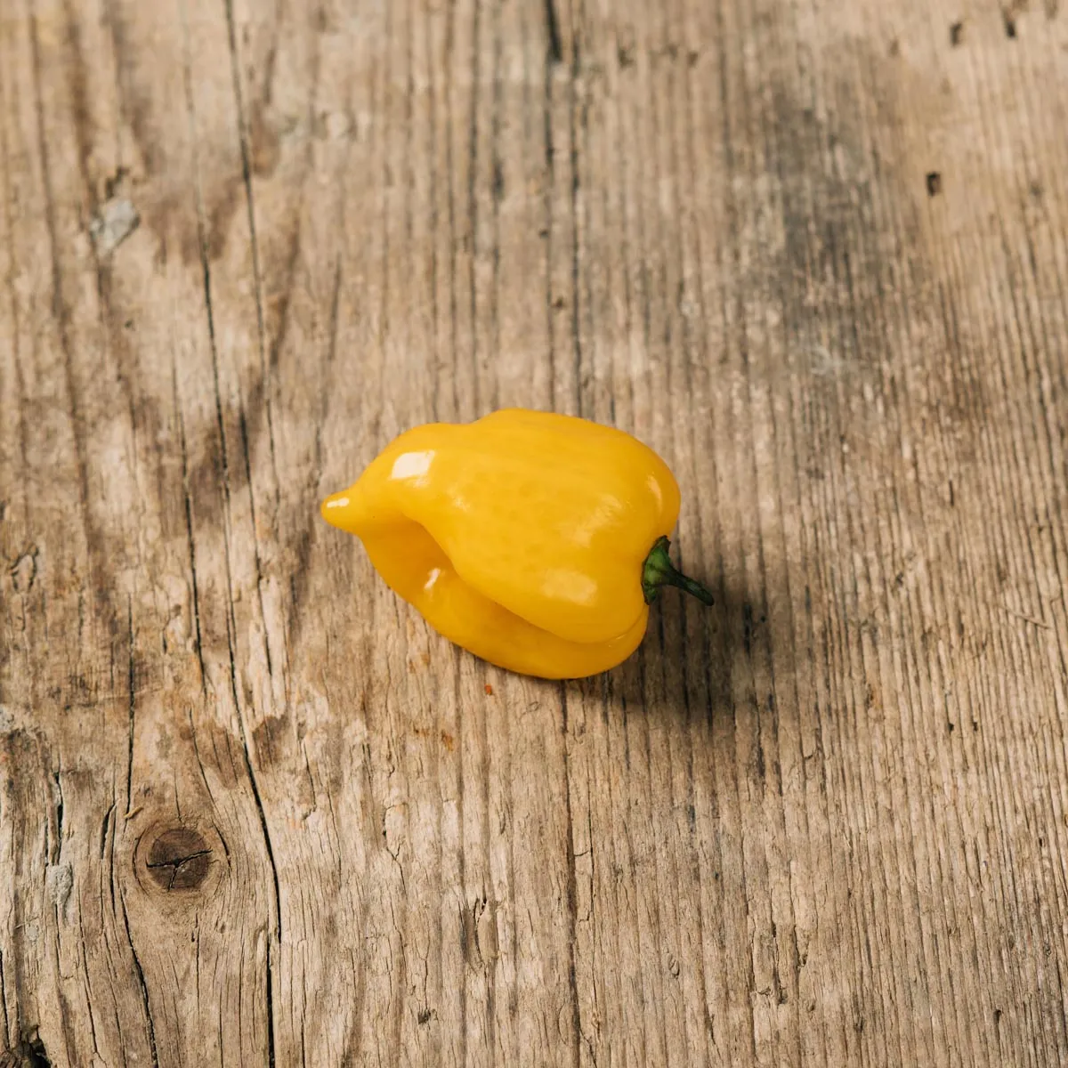 Gelber Chili 'Yellow Habanero' (Capsicum chinense) Samen