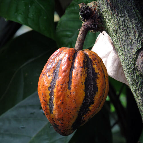 Cabosse de cacao orange mûre sur le tronc du cacaoyer