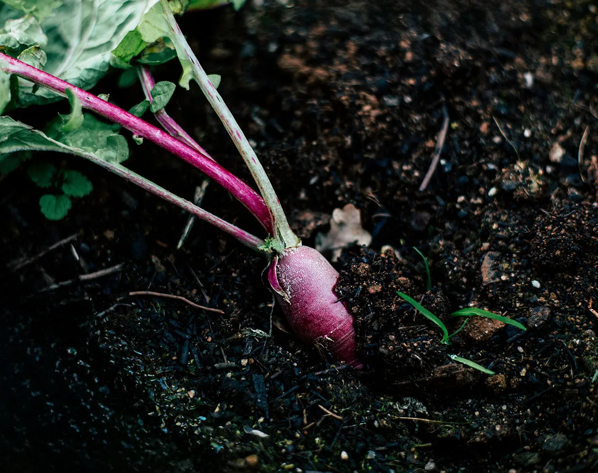 Légumes anciens