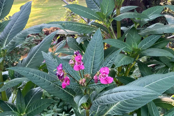 Balsamine de l'Himalaya en fleurs