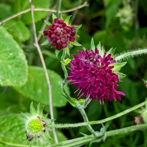 Scabieuse pourpre (Scabiosa atropurpurea) avec fleur lie-de-vin et bouton