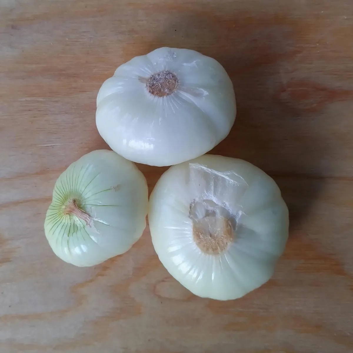Einlege-Zwiebel 'Borettane' (Allium cepa) Samen