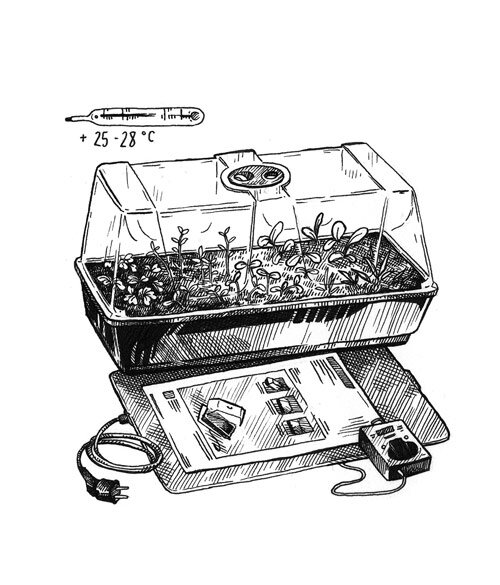 Dessin : plantules sous mini-serre sur un tapis chauffant avec thermostat, entre +25 et 28 °C