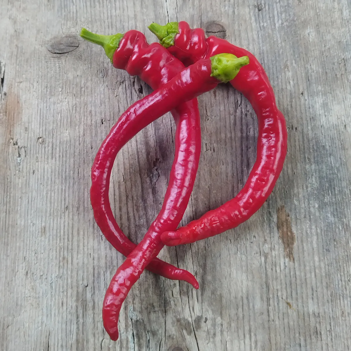 Peperoni 'Lombardo' / 'Lunga Sigaretta' (Capsicum annuum) Samen