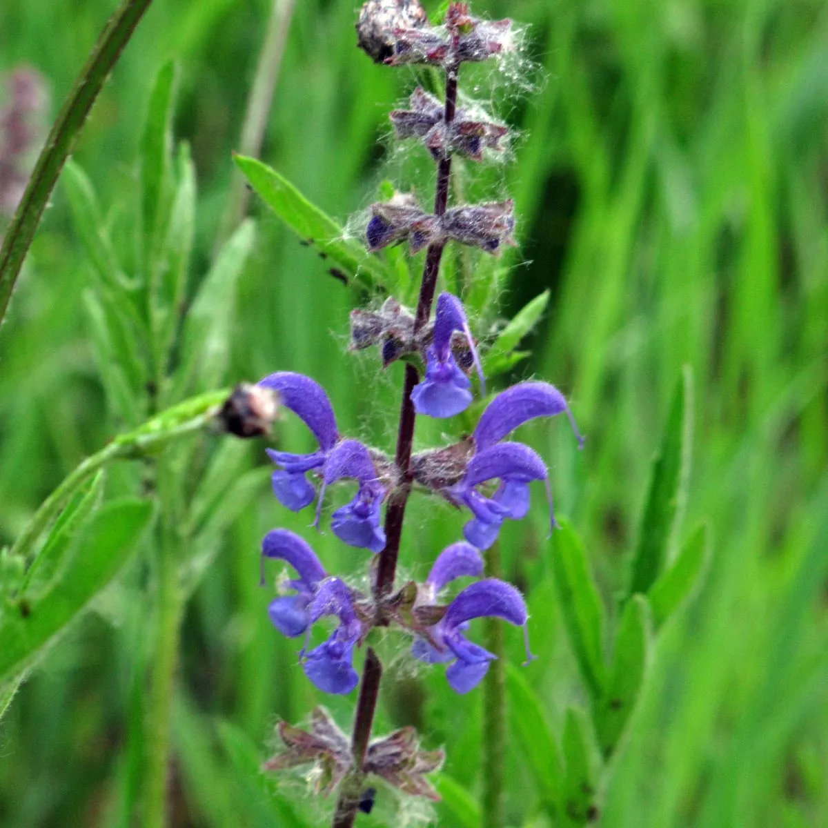 Wilder Salbei (Salvia pratensis) Samen