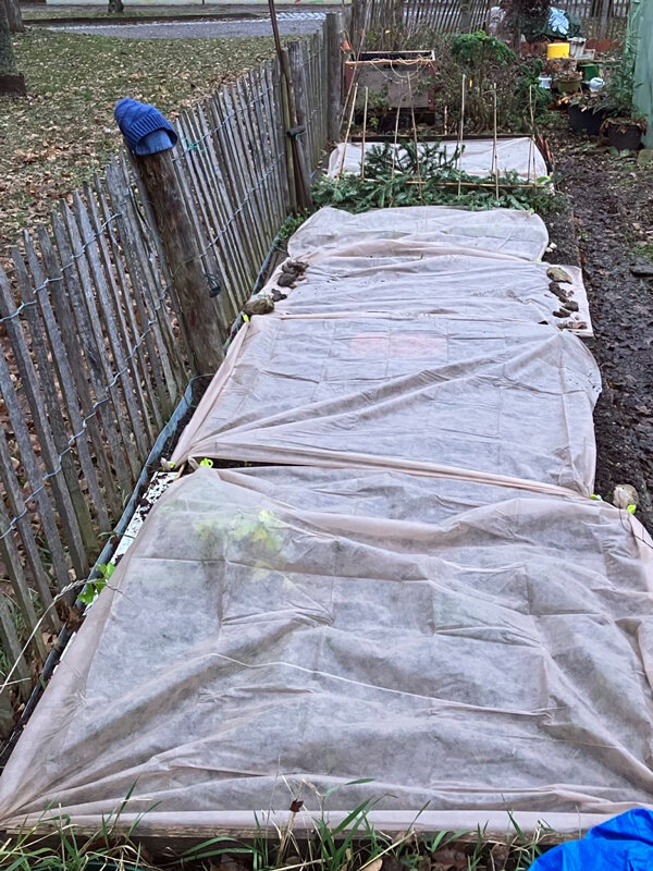 Planches de potager couvertes d'un voile d'hivernage contre les gelées tardives
