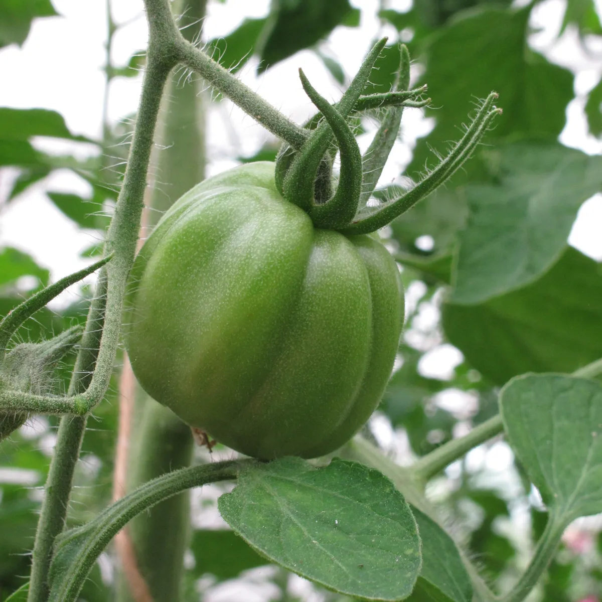 Italienische Ochsenherz-Tomate 'Cuore di bue' (Solanum lycopersicum) Bio Saatgut
