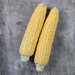 Deux épis récoltés de Maïs doux 'Golden Bantam' (Zea mays) sur du bois