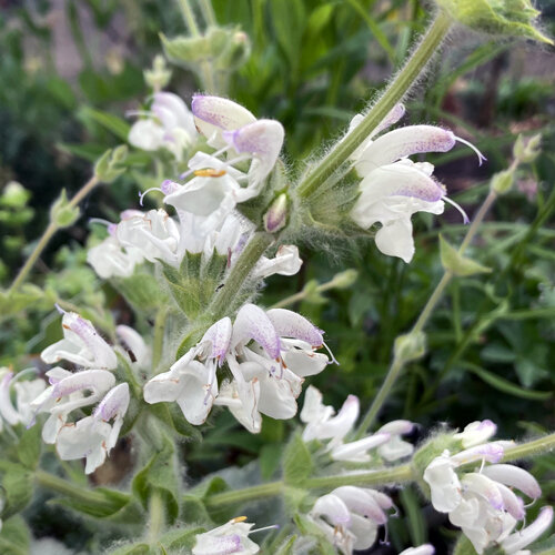 Fleurs blanches et velues de la sauge argentée (Salvia argentea)