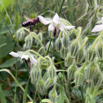 Bourrache blanche 'Alba' (Borago officinalis) avec une abeille en vol